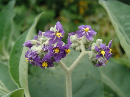 11_solanum mauritianum